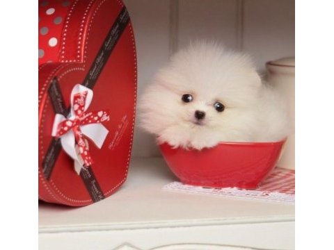 Fcı export sçr li pomeranian lar ziyarete açık