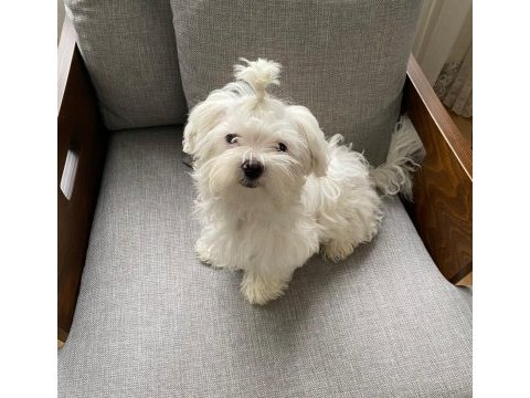 Ev doğumlu prenses maltese terrier