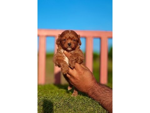 Maltipoo yavrular