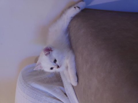 Safkan british shorthair ns1133 yavru