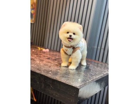 Yavru pomeranian boolarımız