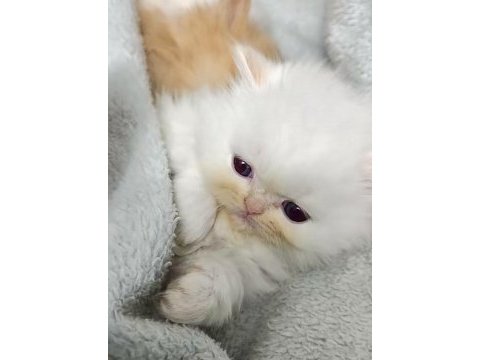 Anne altından orijinal chinchilla yavrular