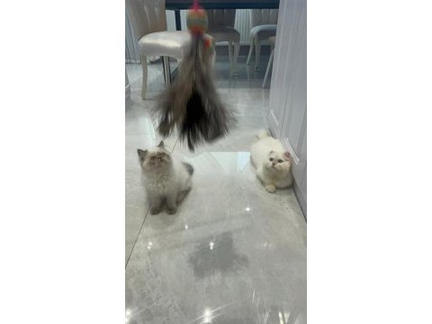 Maviş himalayan kızımız bella