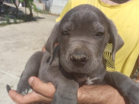 Safkan cane corso yavrular istanbul da