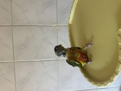 El besleme konur papağanı