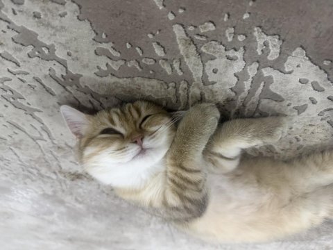 9 aylık mikroçipli british shorthair gold dişi
