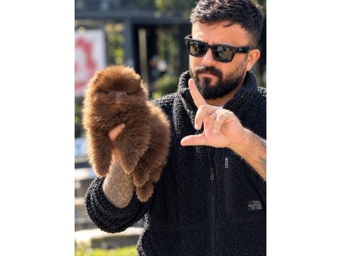 Çağrı çemçem in sizin için seçtiği özel yavrular 