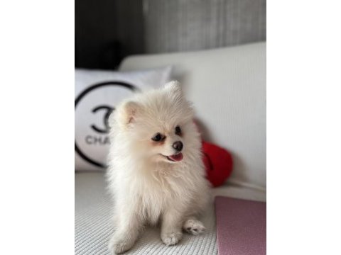 Pomeranian köpek 4aylık
