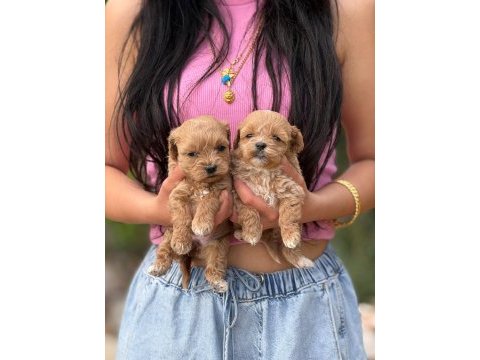 Korea teacup maltipoo bebekleirmiz