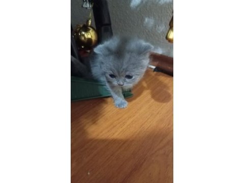 Yavru british shorthair kediler
