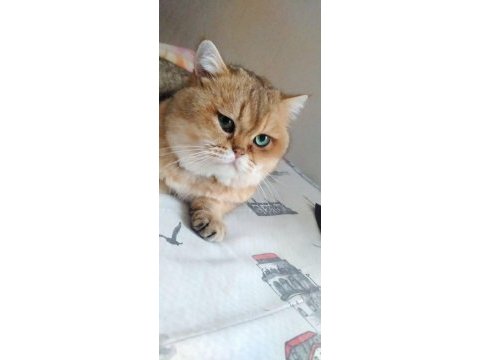 Orijinal safkan 2 yaşında erkek british aşıları tam