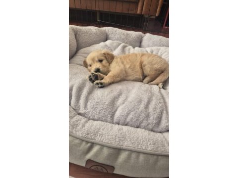 20 mart doğumlu golden retriever çiş eğitimi var