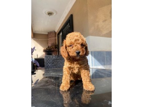 Poodle yavru
