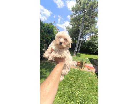 Maltipoo yavruları