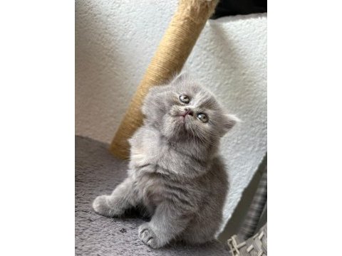 British longhair - british shorthair