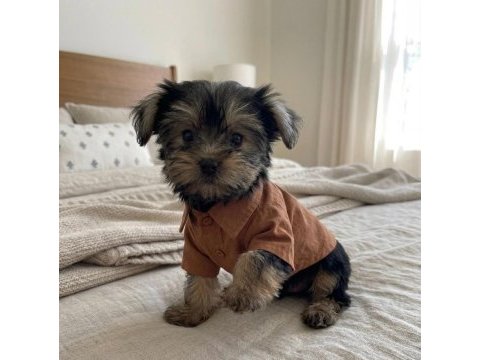 Teacup yorkshire terrier yavrular
