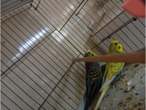 Muhabbet kuşu takımlar