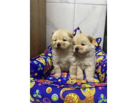 Her renk chow chow bebekler