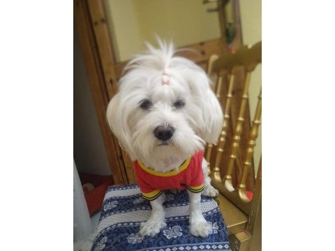 Güzeller güzeli maltese lilami sahiplendiriyorum