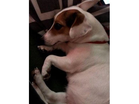 Dünyalar tatlısı jack russell kızımıza acil yuva