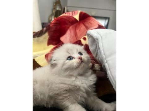 Kuru mamaya ve kum kabına alışkın sevimli kedidir