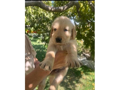 Kaliteli golden retriever yavrular teslime hazır