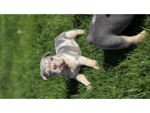 Renkli gözlü ev ortamında bakılan french bulldog yavrularım