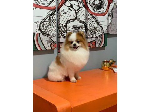 Pomeranian boo