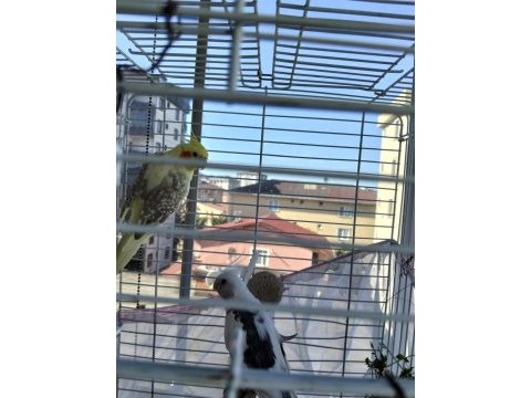 Sultan papağanı albino takım sancaktepe