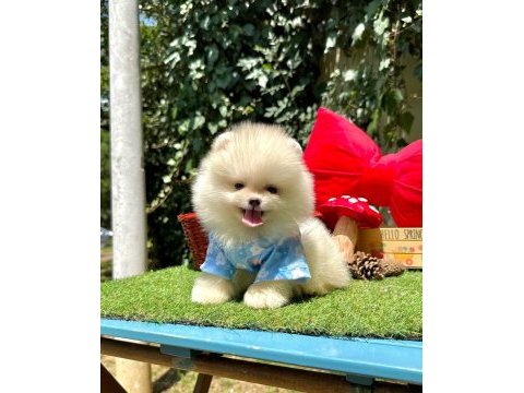 Erkek dişi pomeranian yavrular