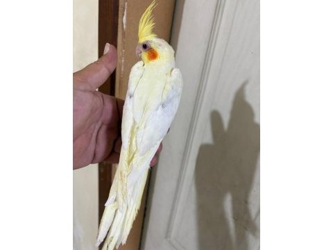 49 günlük lutino bebek sultan papağanı