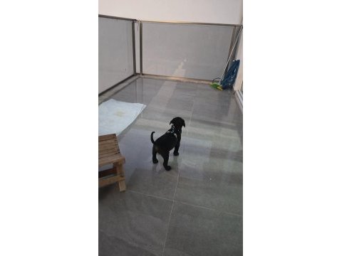 55 günlük çipli kimlikli erkek cane corso yavru