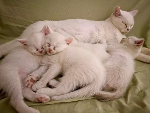 Beyaz tüylü mavi gözlü british shorthair