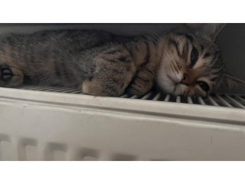 Minik tekir kızımıza yuva arıyoruz