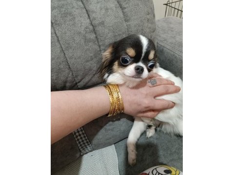 Erkek yavru chihuahua