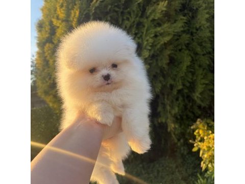 Kar beyaz pomeranian dişi