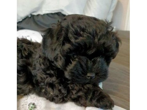 En küçük boy maltipoo