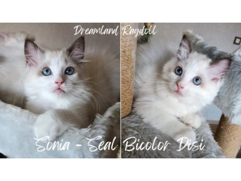 1.sınıf kalite şecereli bebekler yeni yuvalarını arıyor kedi