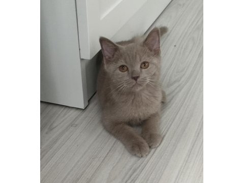 Lilac british shorthair erkek yavru