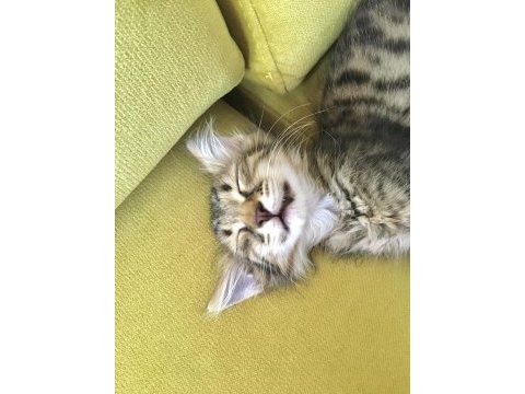 2,5 aylık sevimli tekir oğlumuz