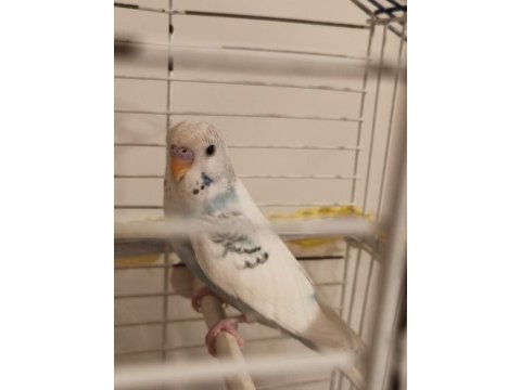 Ele alışkın bebek muhabbet kuşu evinize maskot