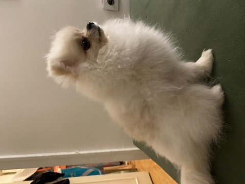 6 aylık dişi pomeranian boo