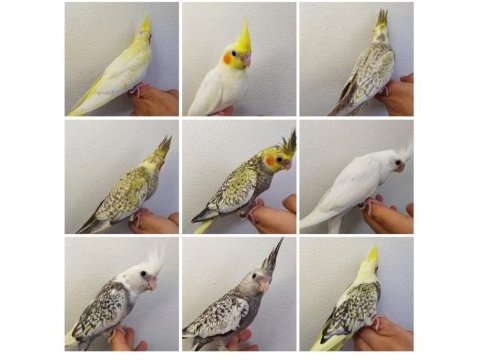 Sultan papağanı dünyası