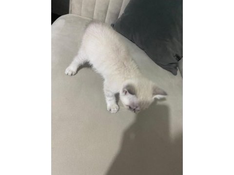 British shorthair blue point