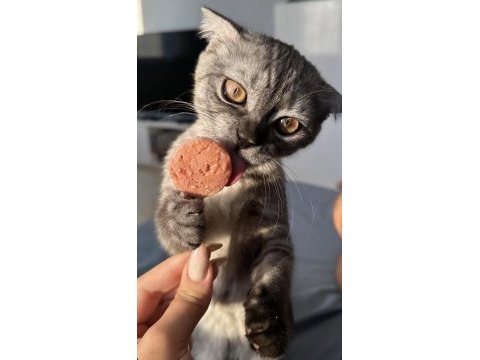 Çok sevecen uysal scottish fold