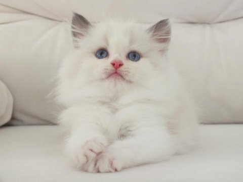 Full şecereli ragdoll yavruları