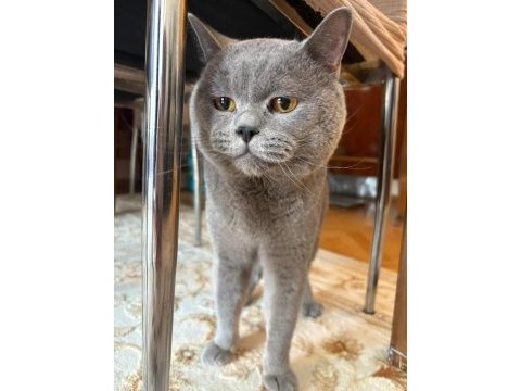 2 aylık ayı surat british shorthair