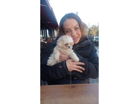 Pekinez yavruları 2 aylık