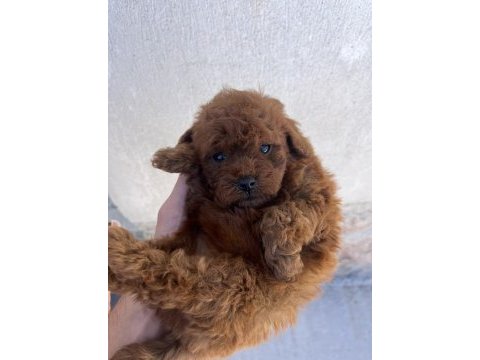 Toy poodle safkan yavrular