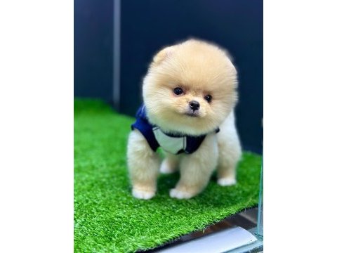 Pomeranian boo